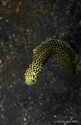 "From the Top" Taylors Eel from a different perspective N... by Debi Henshaw 